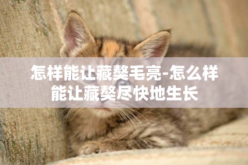 怎樣能讓藏獒毛亮-怎么樣能讓藏獒盡快地生長