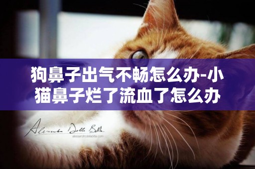 狗鼻子出氣不暢怎么辦-小貓鼻子爛了流血了怎么辦