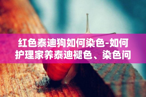 紅色泰迪狗如何染色-如何護理家養泰迪褪色、染色問題