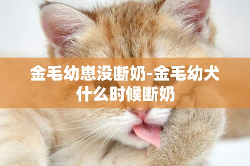 金毛幼崽沒斷奶-金毛幼犬什么時候斷奶