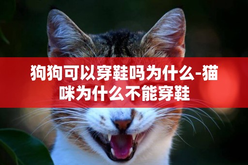 狗狗可以穿鞋嗎為什么-貓咪為什么不能穿鞋