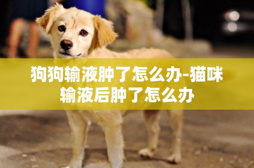 狗狗輸液腫了怎么辦-貓咪輸液后腫了怎么辦