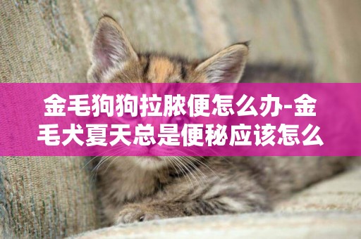 金毛狗狗拉膿便怎么辦-金毛犬夏天總是便秘應該怎么辦呢