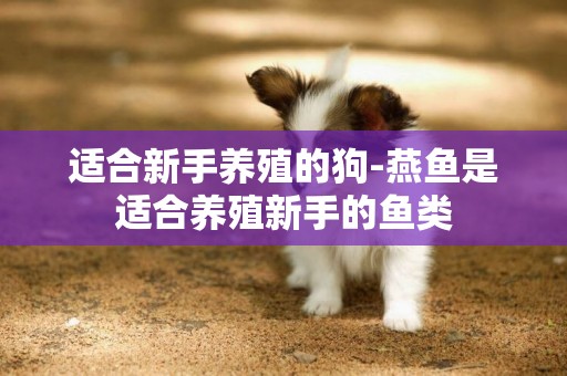 適合新手養殖的狗-燕魚是適合養殖新手的魚類