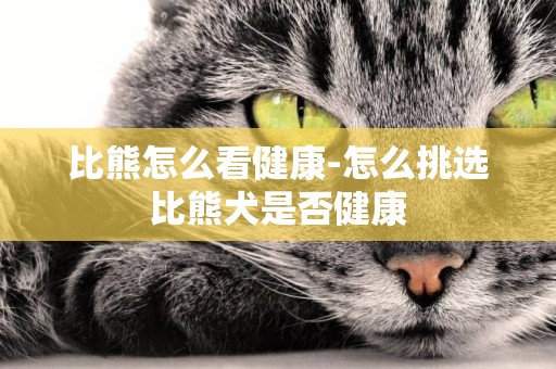 比熊怎么看健康-怎么挑選比熊犬是否健康