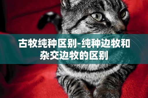 古牧純種區別-純種邊牧和雜交邊牧的區別