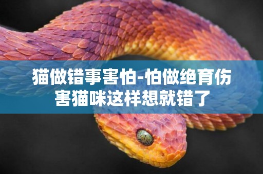 貓做錯事害怕-怕做絕育傷害貓咪這樣想就錯了