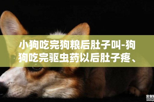 小狗吃完狗糧后肚子叫-狗狗吃完驅蟲藥以后肚子疼、不停的叫