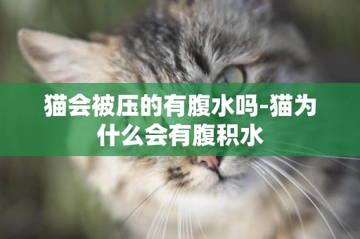 貓會被壓的有腹水嗎-貓為什么會有腹積水