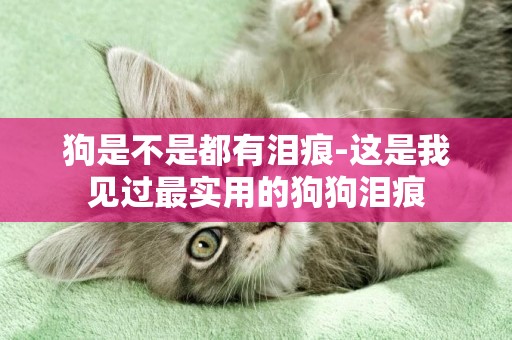 狗是不是都有淚痕-這是我見過最實用的狗狗淚痕