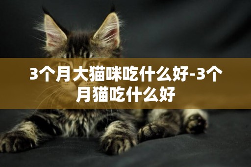 3個月大貓咪吃什么好-3個月貓吃什么好