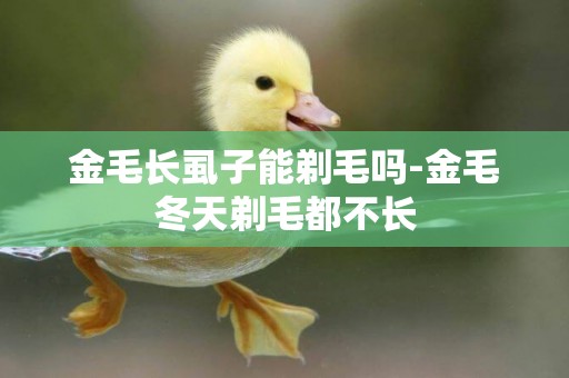 金毛長虱子能剃毛嗎-金毛冬天剃毛都不長