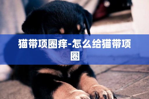 貓帶項圈癢-怎么給貓帶項圈