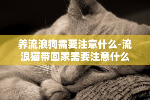 養流浪狗需要注意什么-流浪貓帶回家需要注意什么