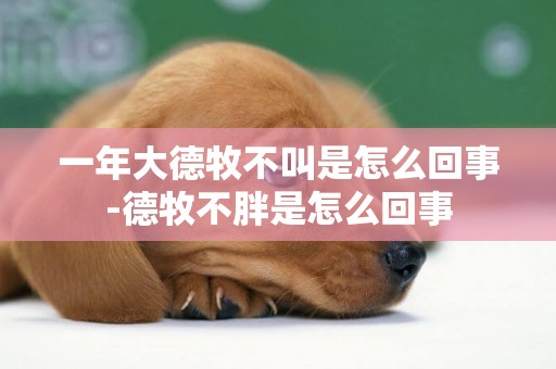 一年大德牧不叫是怎么回事-德牧不胖是怎么回事
