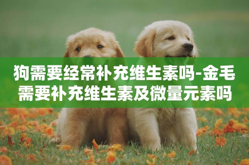 狗需要經常補充維生素嗎-金毛需要補充維生素及微量元素嗎