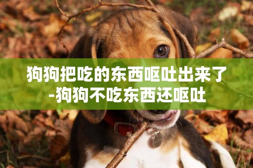 狗狗把吃的東西嘔吐出來了-狗狗不吃東西還嘔吐
