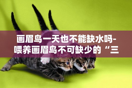 畫眉鳥一天也不能缺水嗎-喂養畫眉鳥不可缺少的“三種食物”