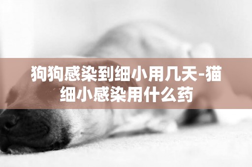 狗狗感染到細小用幾天-貓細小感染用什么藥