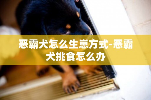 惡霸犬怎么生崽方式-惡霸犬挑食怎么辦
