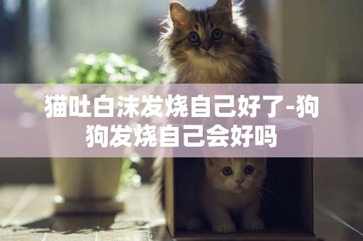貓吐白沫發燒自己好了-狗狗發燒自己會好嗎