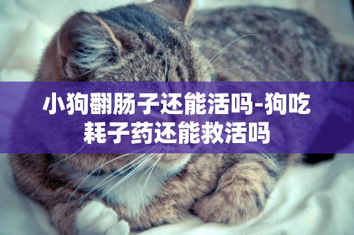 小狗翻腸子還能活嗎-狗吃耗子藥還能救活嗎