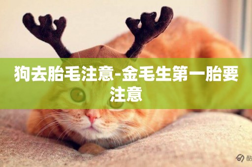 狗去胎毛注意-金毛生第一胎要注意