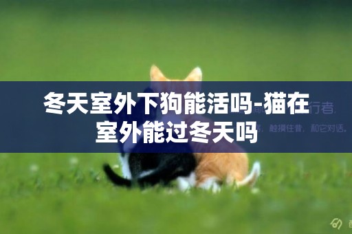 冬天室外下狗能活嗎-貓在室外能過冬天嗎