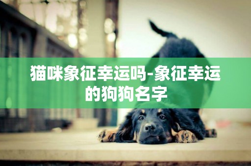 貓咪象征幸運嗎-象征幸運的狗狗名字