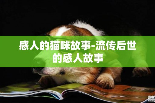 感人的貓咪故事-流傳后世的感人故事