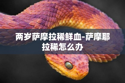 兩歲薩摩拉稀鮮血-薩摩耶拉稀怎么辦