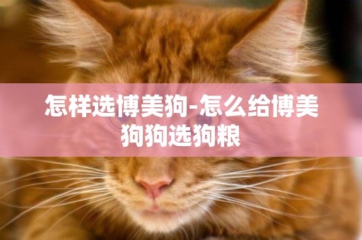 怎樣選博美狗-怎么給博美狗狗選狗糧