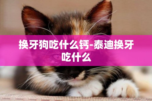 換牙狗吃什么鈣-泰迪換牙吃什么
