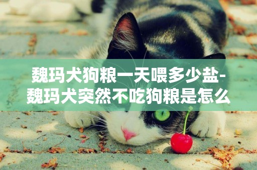 魏瑪犬狗糧一天喂多少鹽-魏瑪犬突然不吃狗糧是怎么了