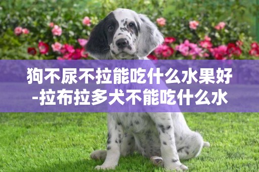 狗不尿不拉能吃什么水果好-拉布拉多犬不能吃什么水果