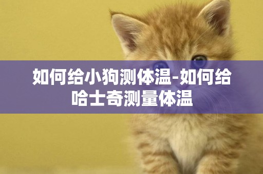 如何給小狗測體溫-如何給哈士奇測量體溫