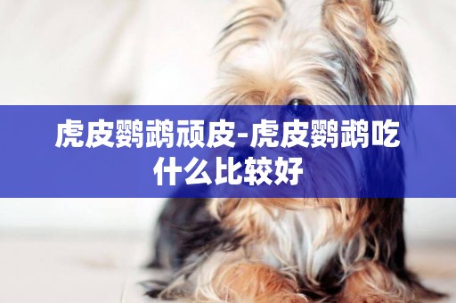 虎皮鸚鵡頑皮-虎皮鸚鵡吃什么比較好