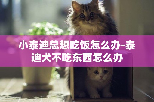 小泰迪總想吃飯怎么辦-泰迪犬不吃東西怎么辦