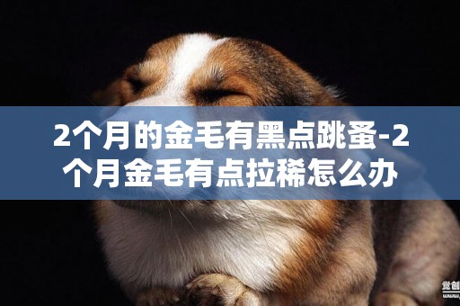2個月的金毛有黑點跳蚤-2個月金毛有點拉稀怎么辦