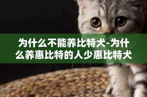 為什么不能養比特犬-為什么養惠比特的人少惠比特犬怎么養