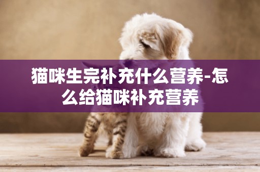 貓咪生完補充什么營養-怎么給貓咪補充營養