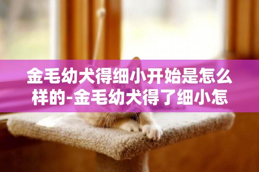 金毛幼犬得細小開始是怎么樣的-金毛幼犬得了細小怎么辦