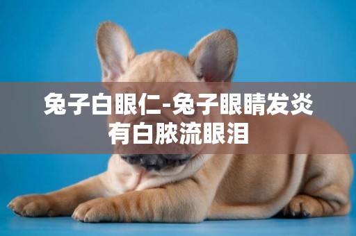 兔子白眼仁-兔子眼睛發炎有白膿流眼淚