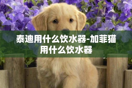 泰迪用什么飲水器-加菲貓用什么飲水器