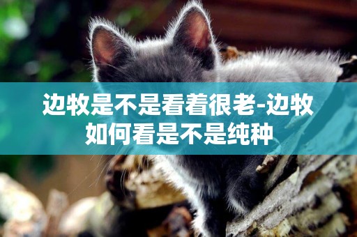 邊牧是不是看著很老-邊牧如何看是不是純種