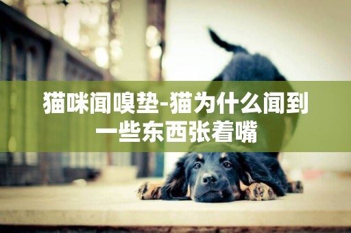 貓咪聞嗅墊-貓為什么聞到一些東西張著嘴
