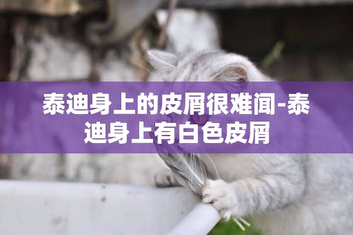 泰迪身上的皮屑很難聞-泰迪身上有白色皮屑