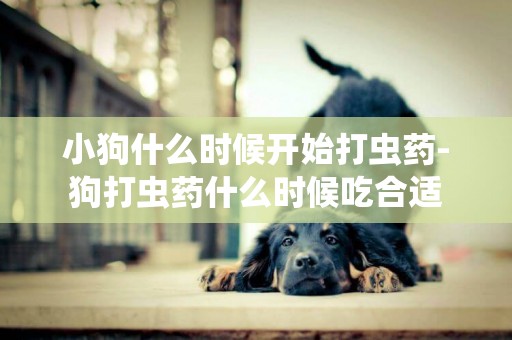 小狗什么時候開始打蟲藥-狗打蟲藥什么時候吃合適