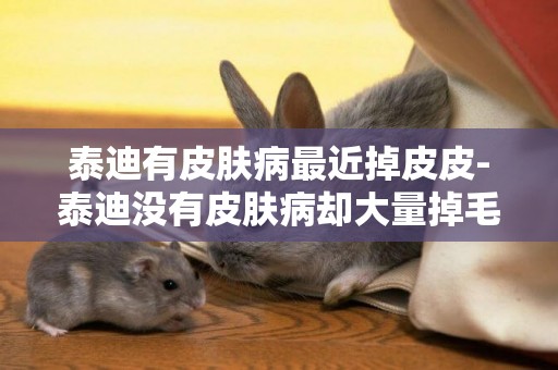 泰迪有皮膚病最近掉皮皮-泰迪沒有皮膚病卻大量掉毛