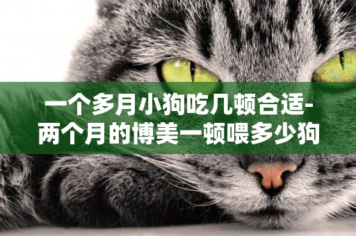 一個多月小狗吃幾頓合適-兩個月的博美一頓喂多少狗糧合適